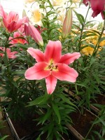 [4138 Amarossi No01.JPG]